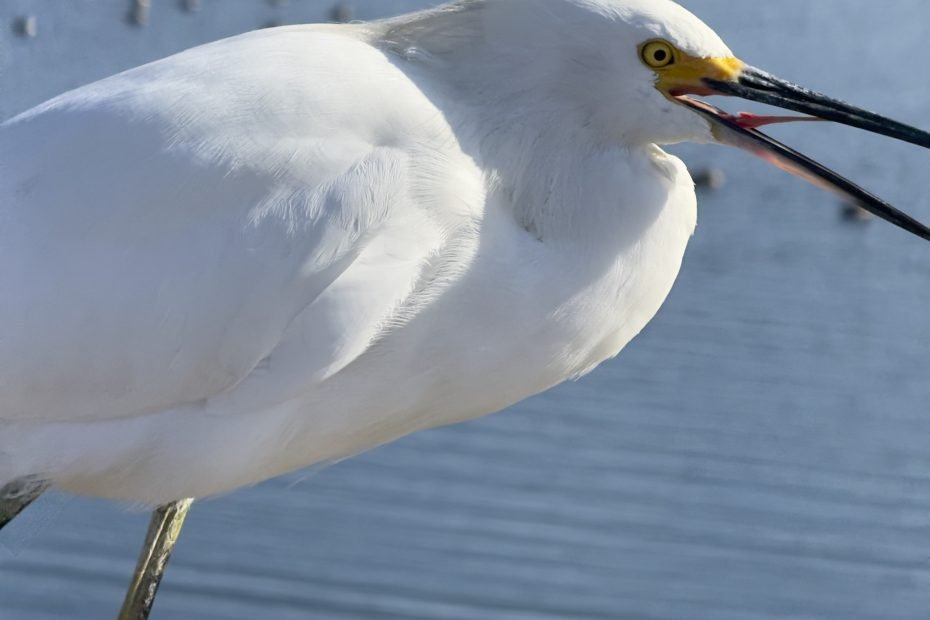 Snowy Egret at San Francisco Bay